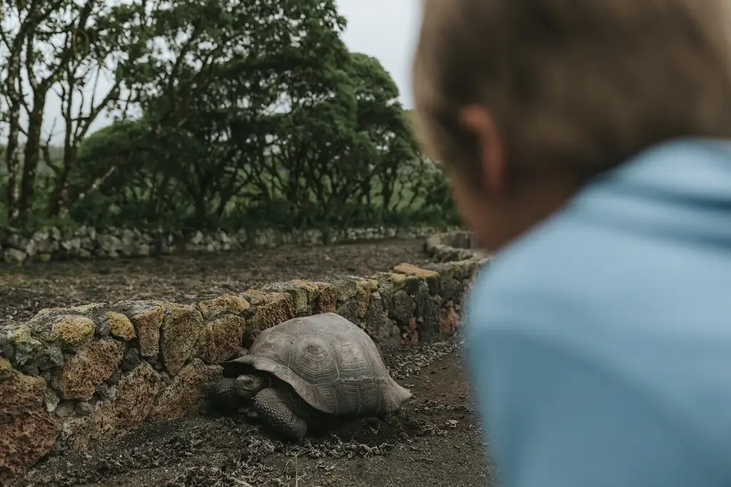 A child watching a giant tortoise in the lodge reserve