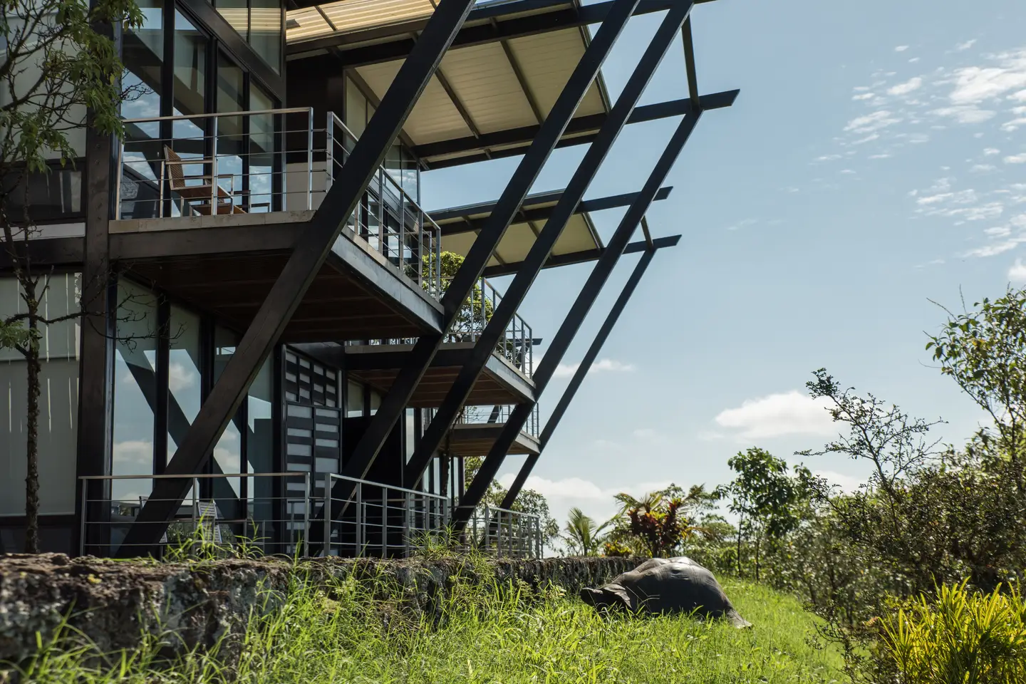 A giant tortoise grazing below Pikaia Lodge on the Santa Cruz highlands