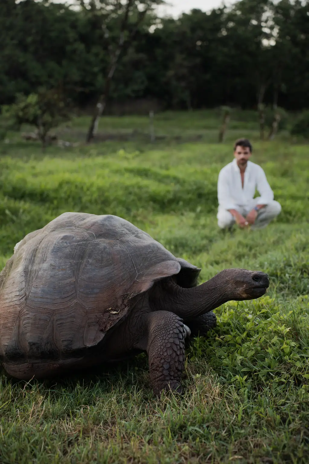 A giant tortoise walks through Pikaia’s private reserve while a guest watches nearby