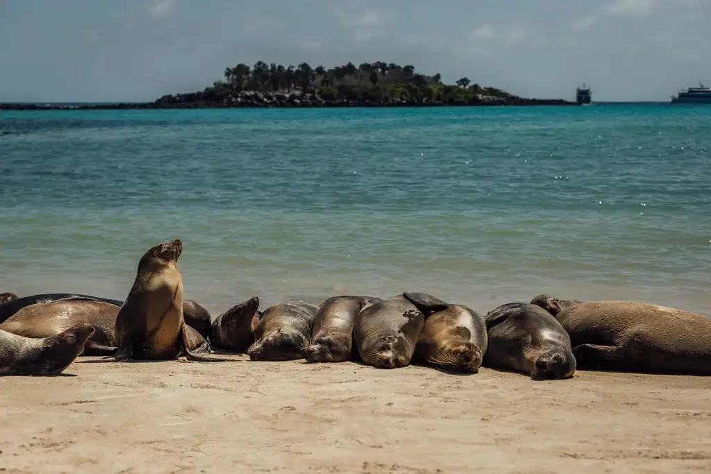 Sea lions resting on a sandy Galápagos beach