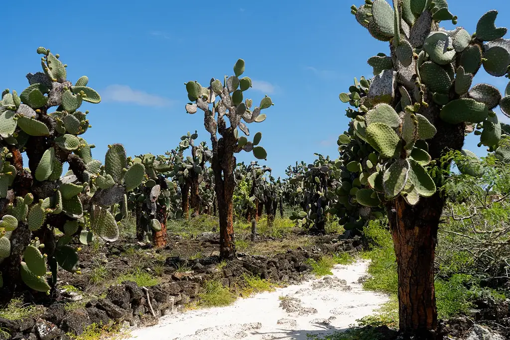 Giant tortoises among cacti in the Santa Cruz highlands