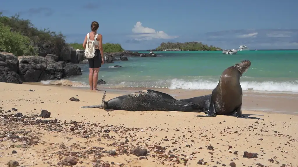 Guest watching sea lions on a Galápagos beach