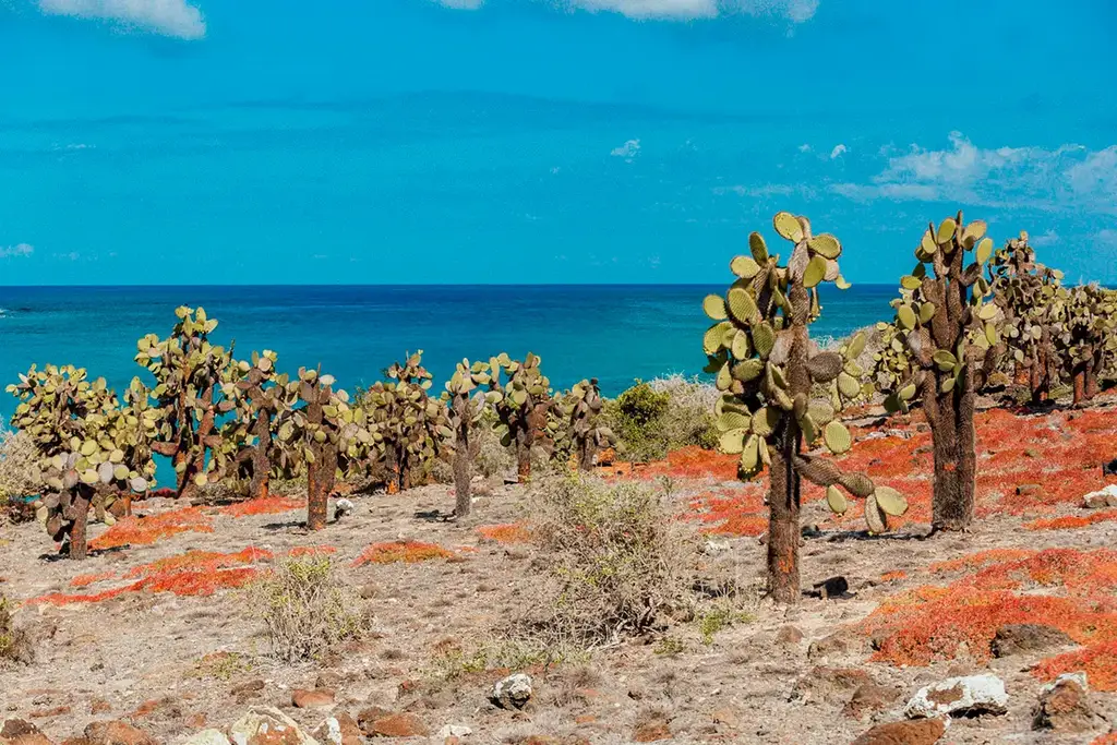 Prickly pear cacti beside turquoise water