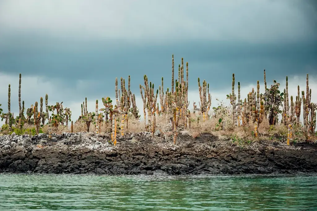 Cacti on a volcanic Galápagos shoreline