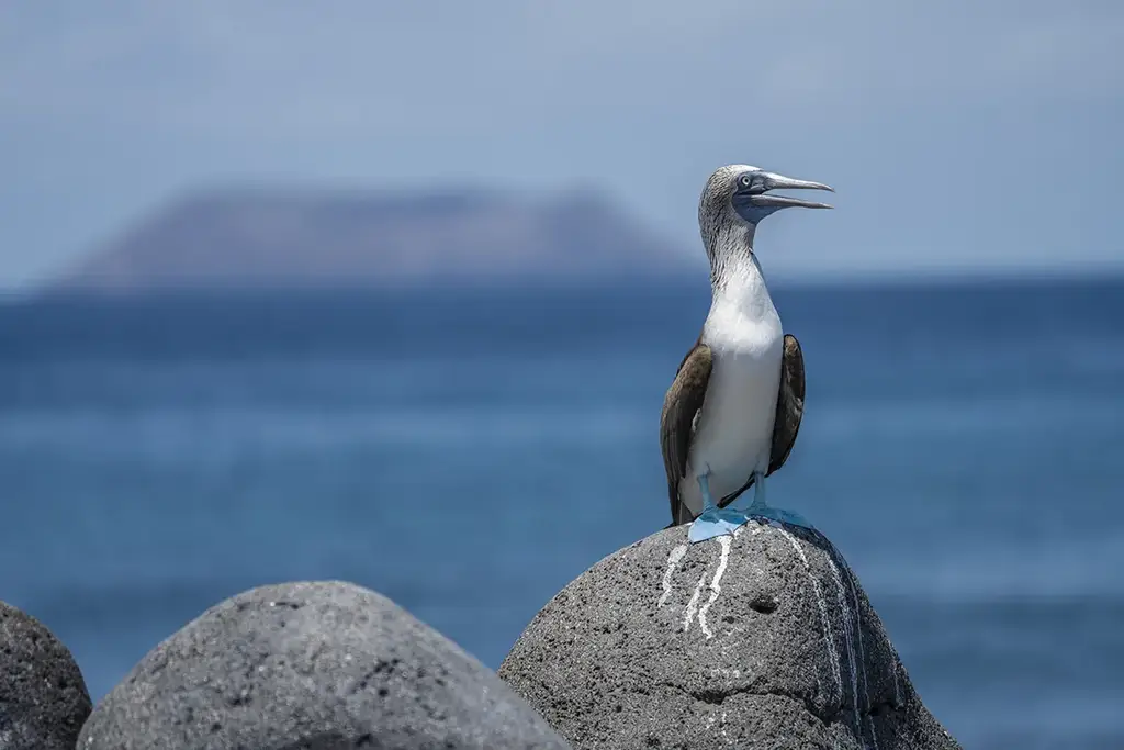Blue-footed booby courtship display