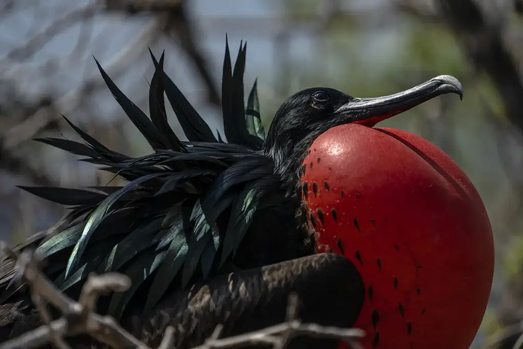 Male frigatebird with inflated crimson throat pouch