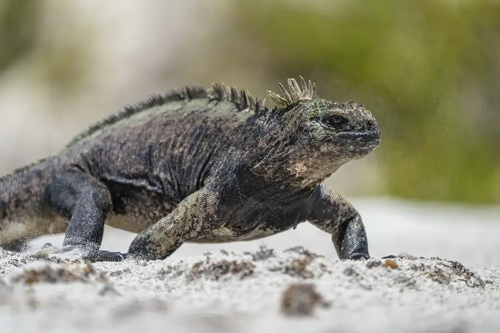 Marine iguanas on volcanic rock