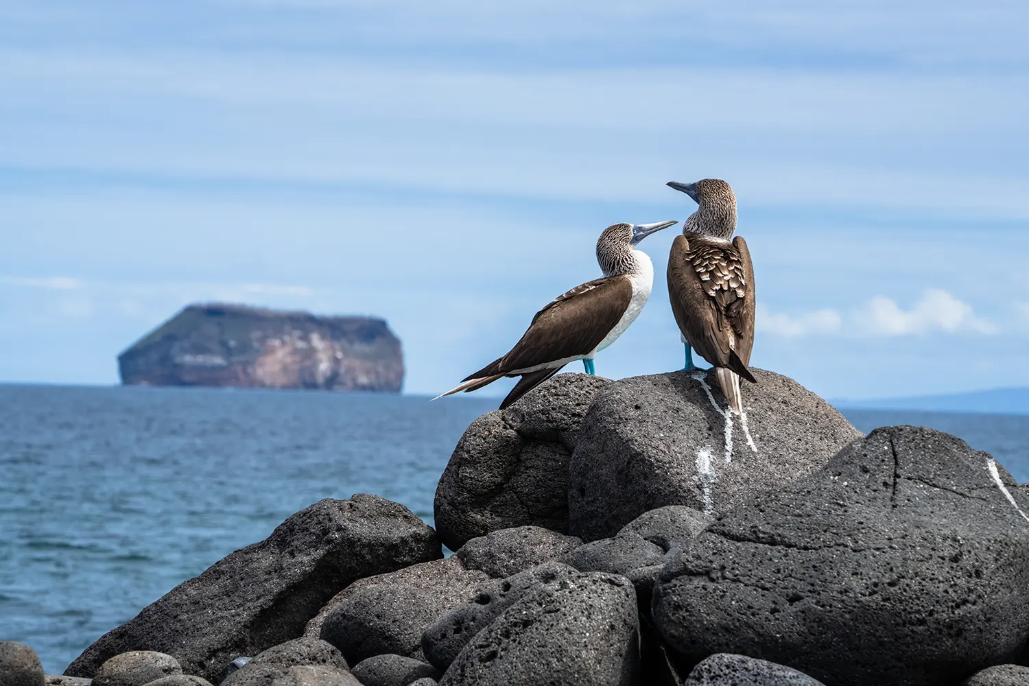 Wildlife — 1