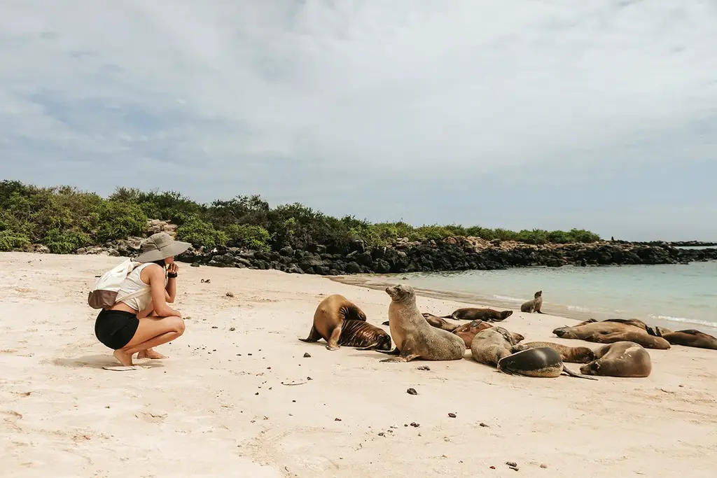 Guests observing sea lions on a Galápagos beach