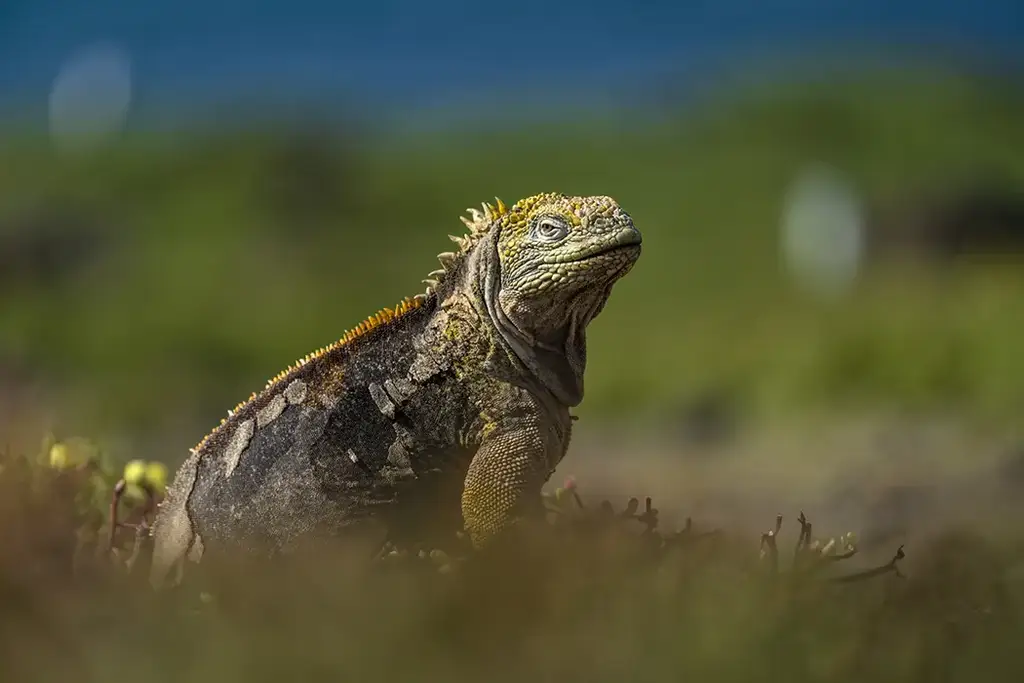 Land iguana