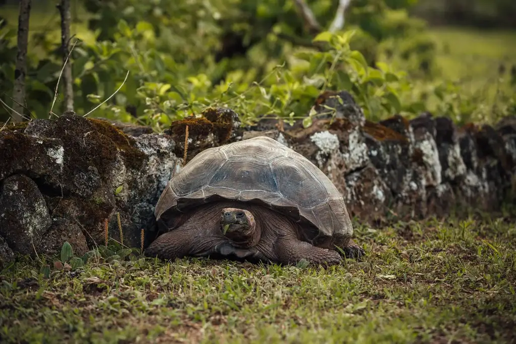 Giant Galápagos tortoise in the highlands