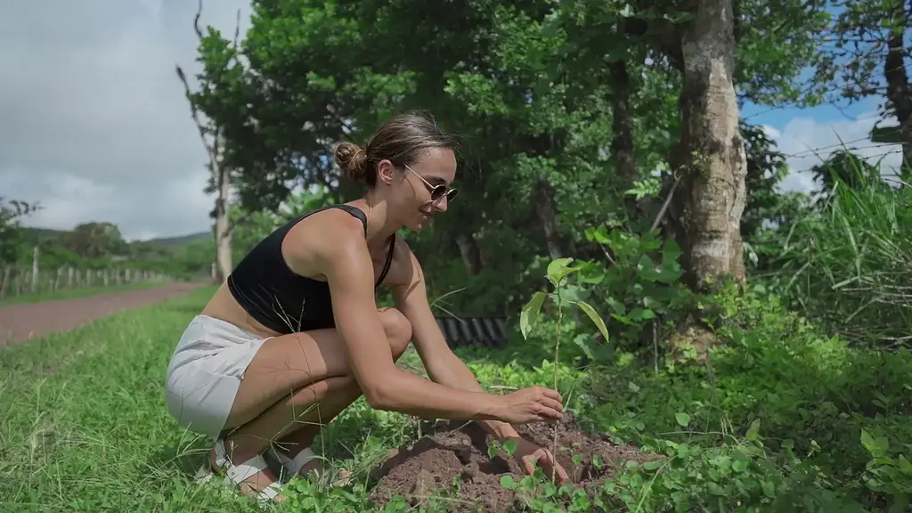 Planting a native sapling in the restored highlands of Santa Cruz